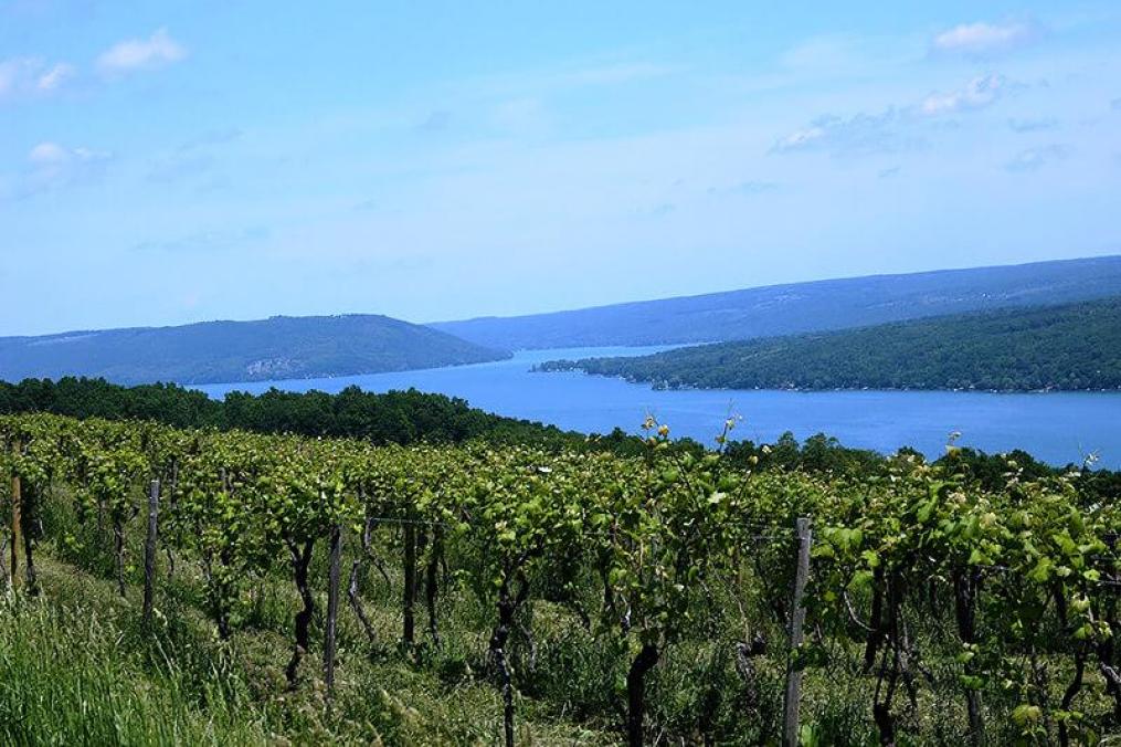Vineyards overlooking Keuka Lake