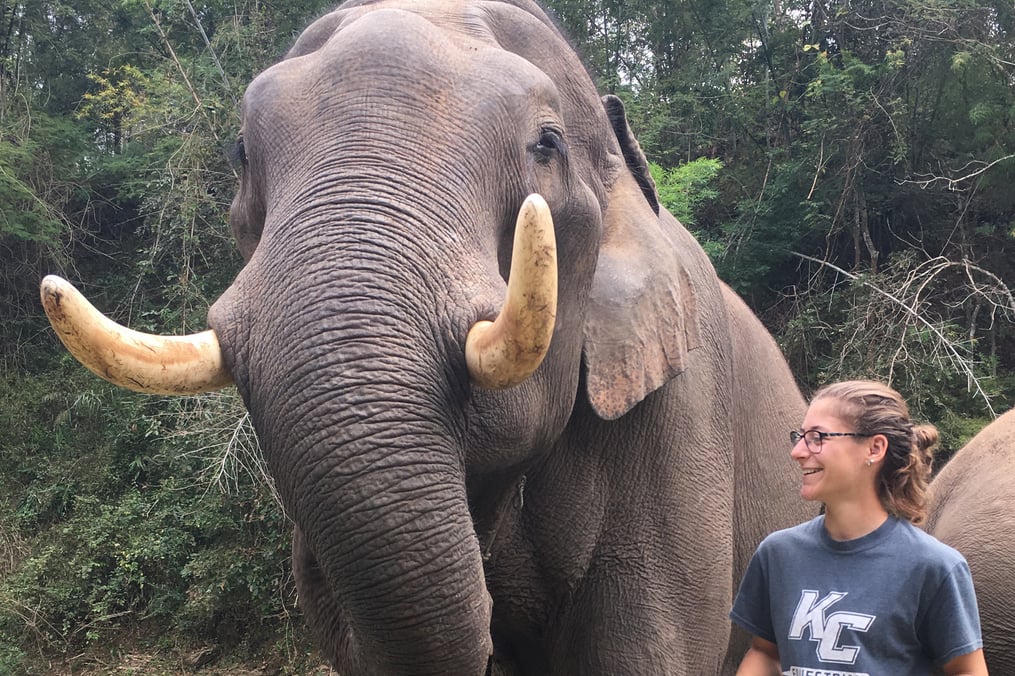 Sarah works with elephants during her Thailand Field Period for Keuka College