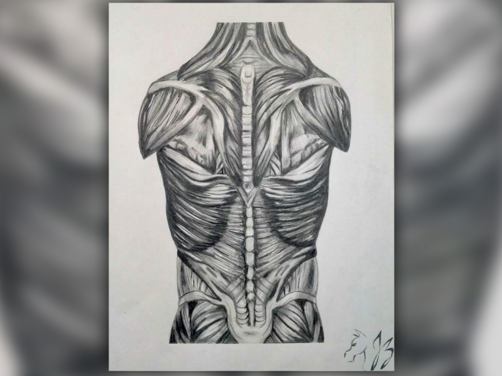 drawing of a human back